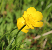 11th May 2014 - Buttercups