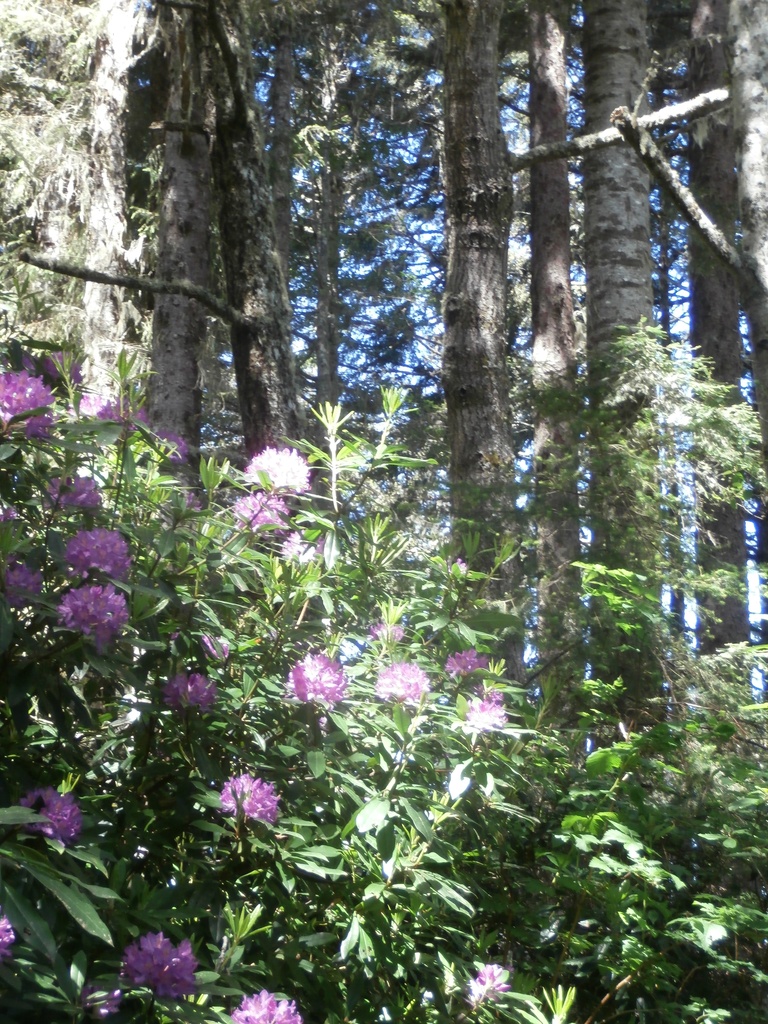 Wild Rhododendron by pandorasecho