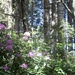 Wild Rhododendron by pandorasecho