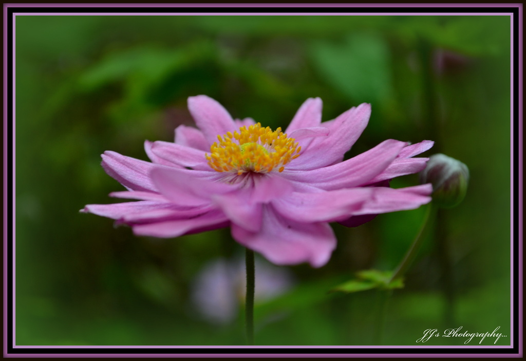 Japanese anemone  .. Pink for May.. by julzmaioro