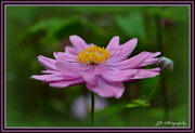 11th May 2014 - Japanese anemone  .. Pink for May..