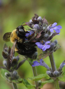 11th May 2014 - Bee and Carpet Bugle