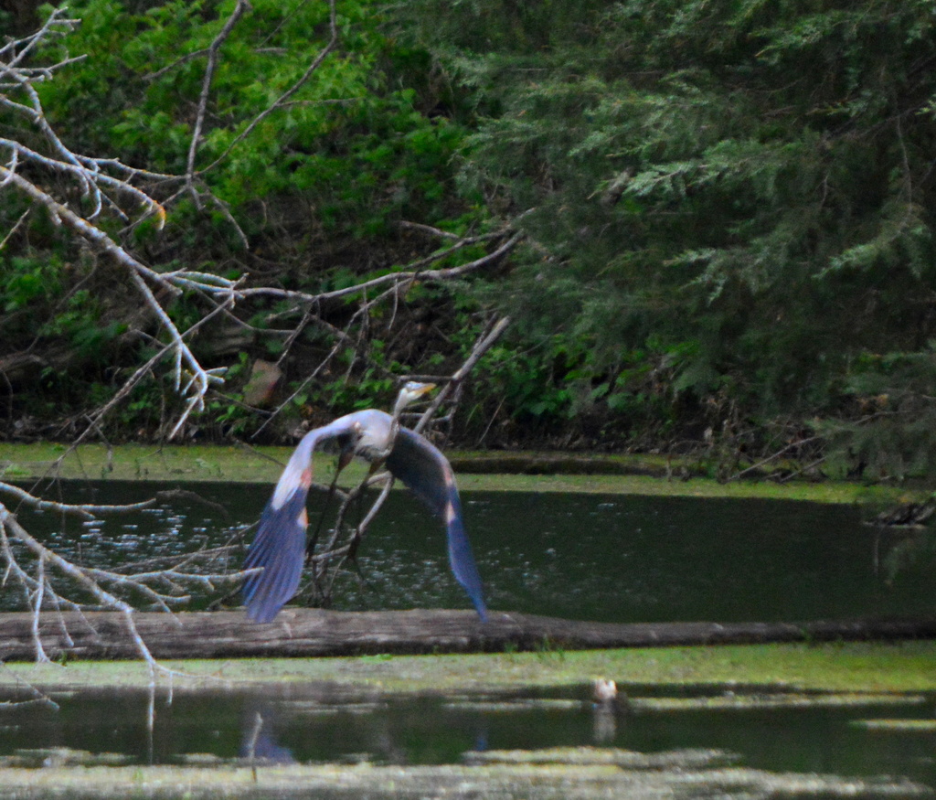 Spread Those Blue Wings! by kareenking