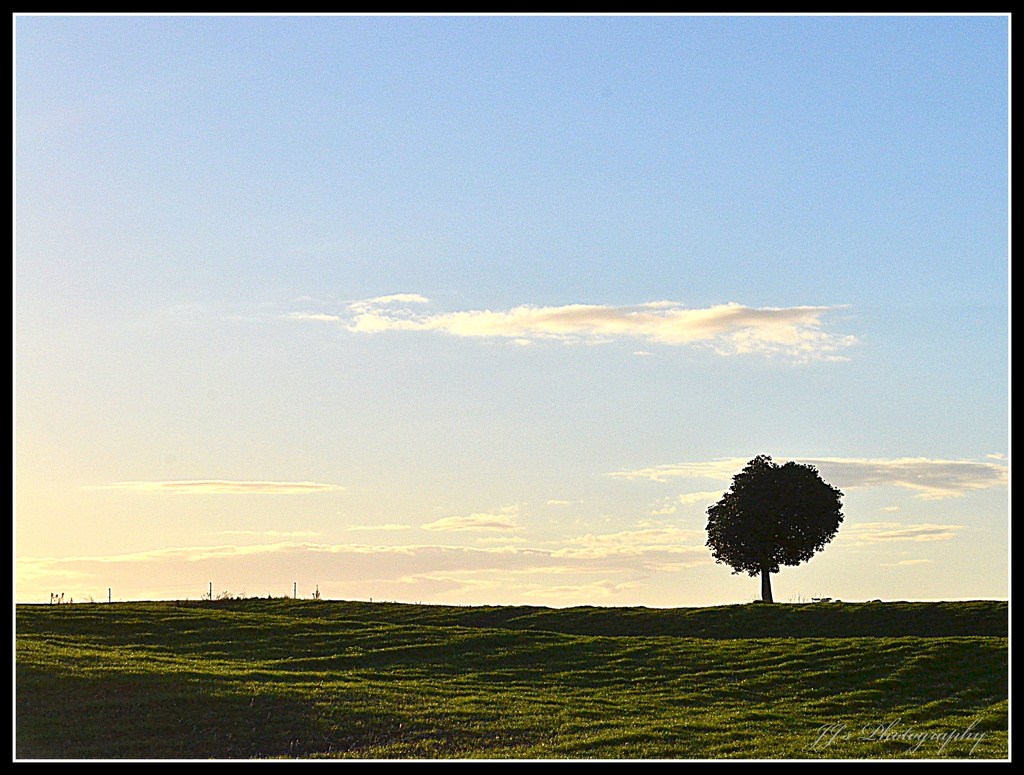 Lone tree by julzmaioro