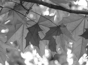 14th May 2014 - Leaves