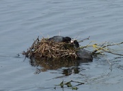 12th May 2014 - Nest building