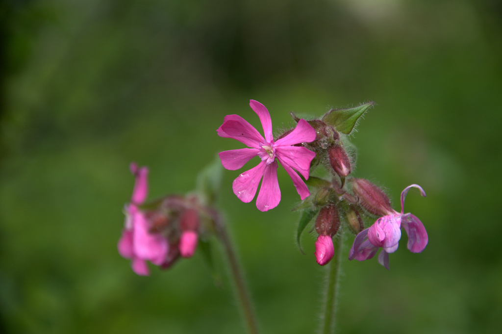 Red campion by overalvandaan