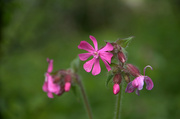 12th May 2014 - Red campion
