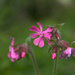 Red campion by overalvandaan