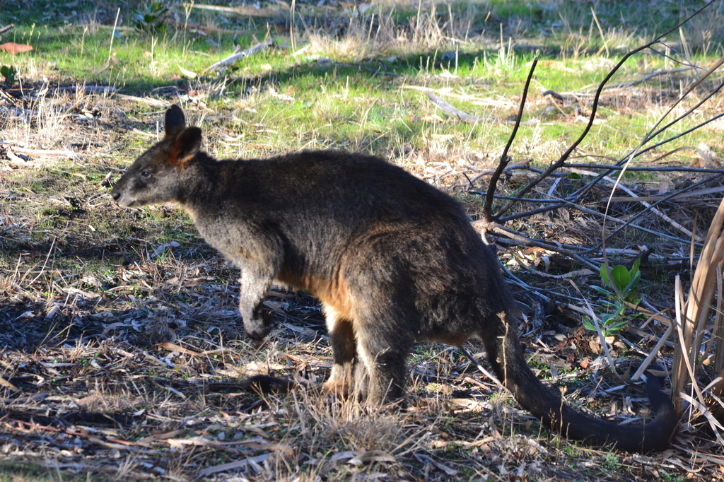 Wallaby by dianeburns