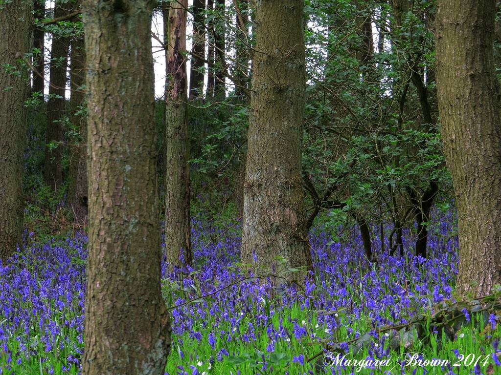 At long last Bluebells!!!......... by craftymeg