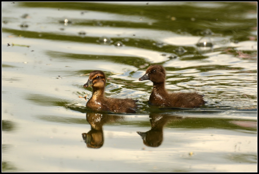 Little ducklings by rosiekind