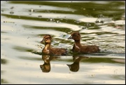 12th May 2014 - Little ducklings