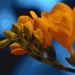 Spring in complementary colours by ivanc