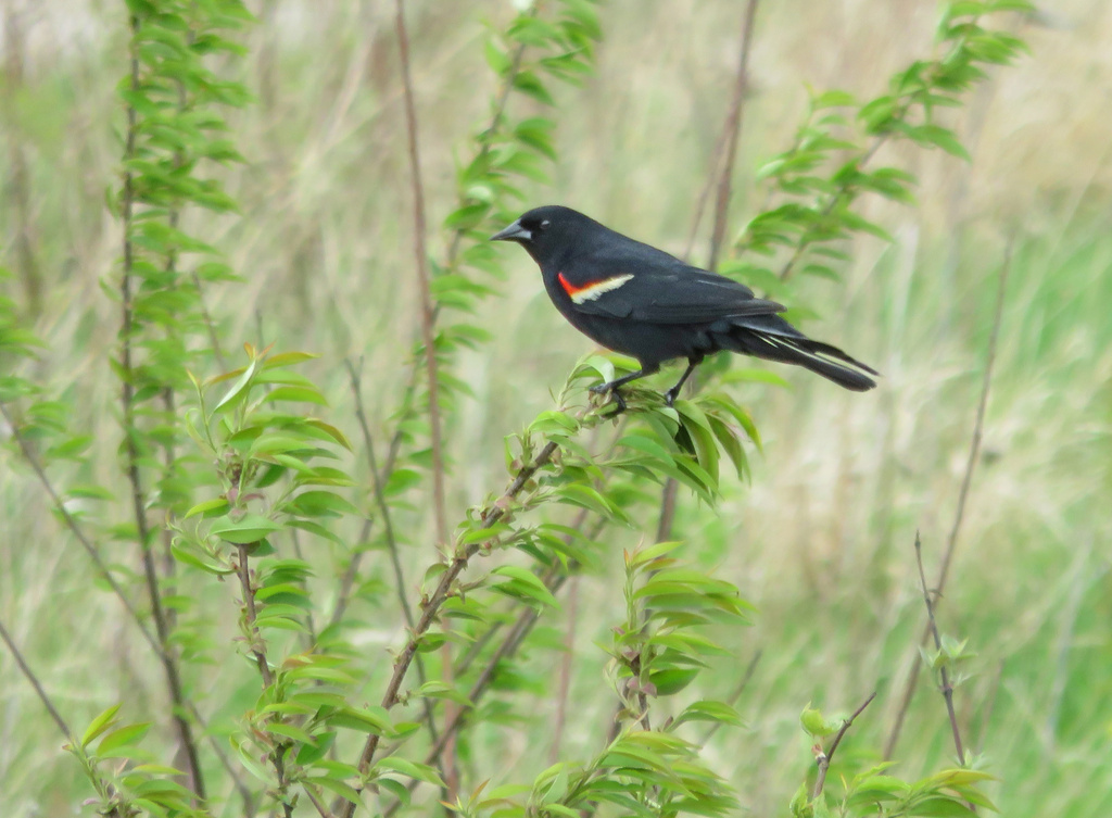 Day 342 Red Winged Blackbird by rminer