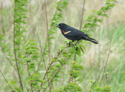 12th May 2014 - Day 342 Red Winged Blackbird