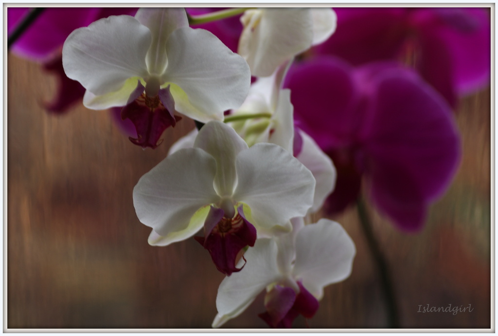  Orchids in a V by radiogirl