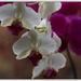  Orchids in a V by radiogirl