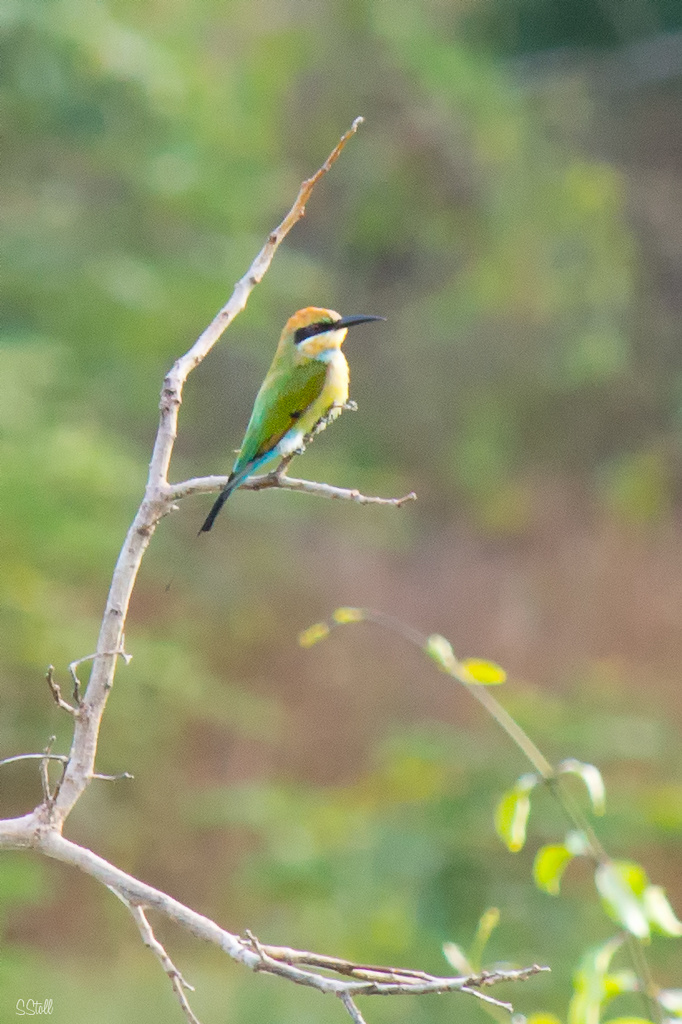 Rainbow Bee Eater by bella_ss