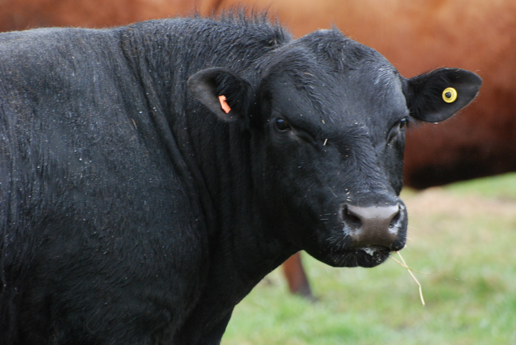 Buddy Our New Bull by farmreporter