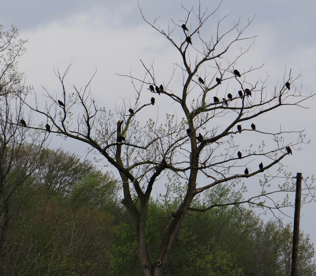 Tree full of Vultures by annepann