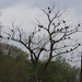 Tree full of Vultures by annepann