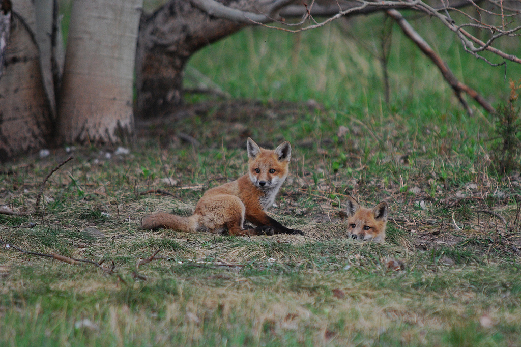Little red foxes! by fayefaye