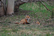 12th May 2014 - Little red foxes!