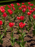 12th May 2014 - Maine Breast Cancer Pink Tulip Project
