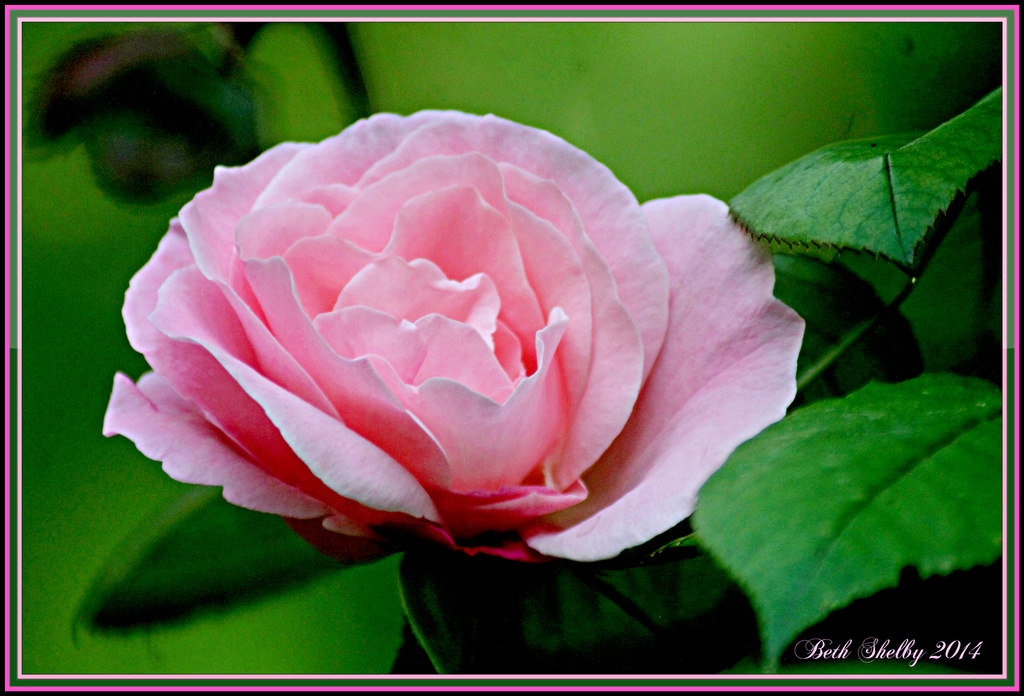 An Old Fashion Rose by vernabeth