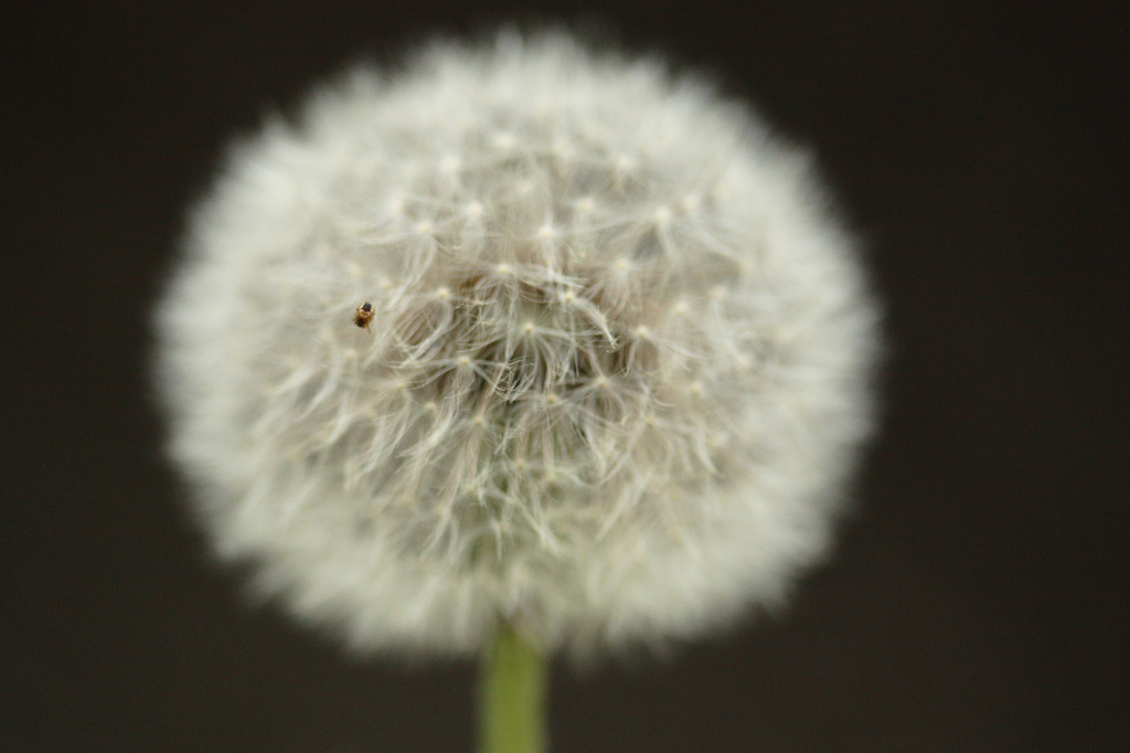 Seed Head and a Deer Tick by mzzhope