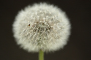 12th May 2014 - Seed Head and a Deer Tick