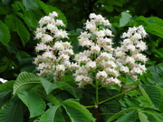 12th May 2014 - Blooming Horse Chestnut