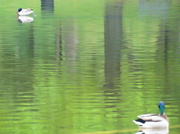 12th May 2014 - Soft Reflections