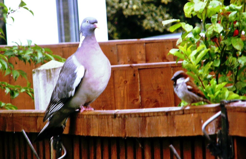 BREAKFAST TIME !! by beryl