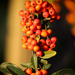 Berries in golden light by flyrobin