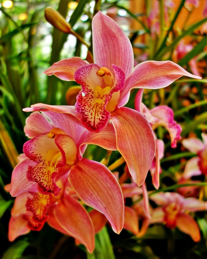 Pink and Coral Orchids by soboy5