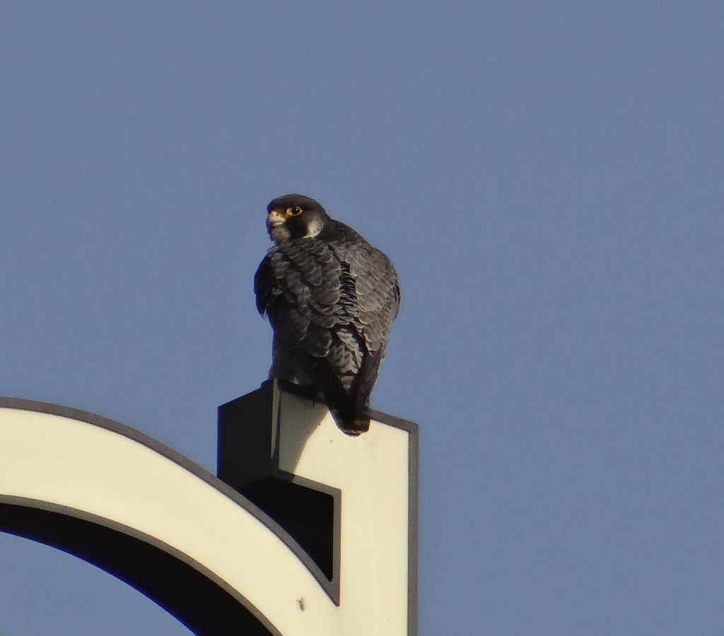 Peregrine Falcon in Kalamazoo by annepann