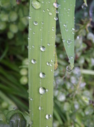 13th May 2014 - More raindrops!