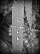 13th May 2014 - Raindrops