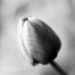 Tulip by ragnhildmorland