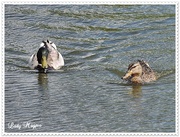 13th May 2014 - The Duckie Family Revisited.
