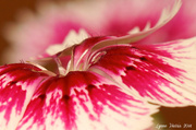 12th May 2014 - Abstract Dianthus