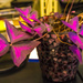 Lab plant by princessleia