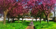 13th May 2014 - Pink Avenue