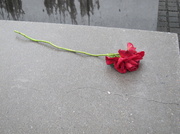 11th May 2014 - Holocaust Memorial