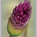 Allium Etsooi! by judithdeacon