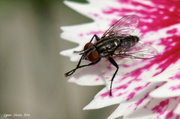 14th May 2014 - A Fly on My Flower
