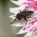 A Fly on My Flower by lynne5477