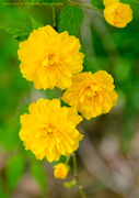 13th May 2014 - Yellow blooms